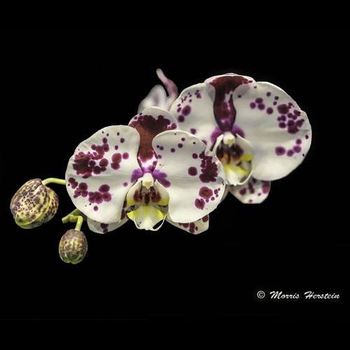 Orchids-and-AI-Featured